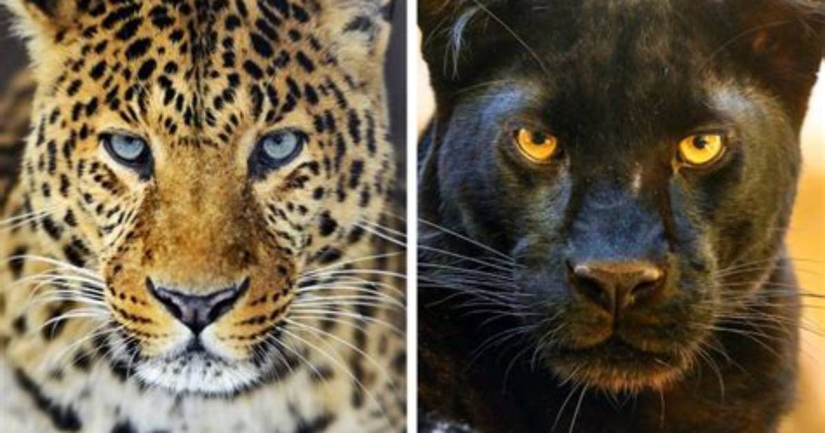 16 Melanistic Animals That Are the Truest Children of the Night