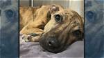 A Disturbing Case of Animal Cruelty on Social