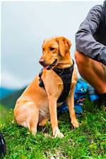 A Friendly Companion: the Ultimate Human Golden Retriever Costume