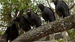 A Group of Vultures Is Called a Venue. See If You Can Guess These Other Surprising Names for Groups