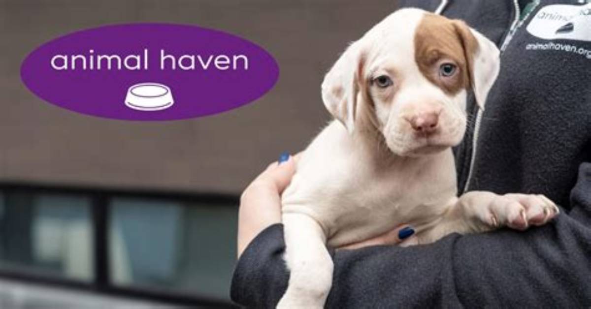 A Haven for Animal Welfare