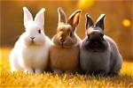 A Journey into the World of Rabbits
