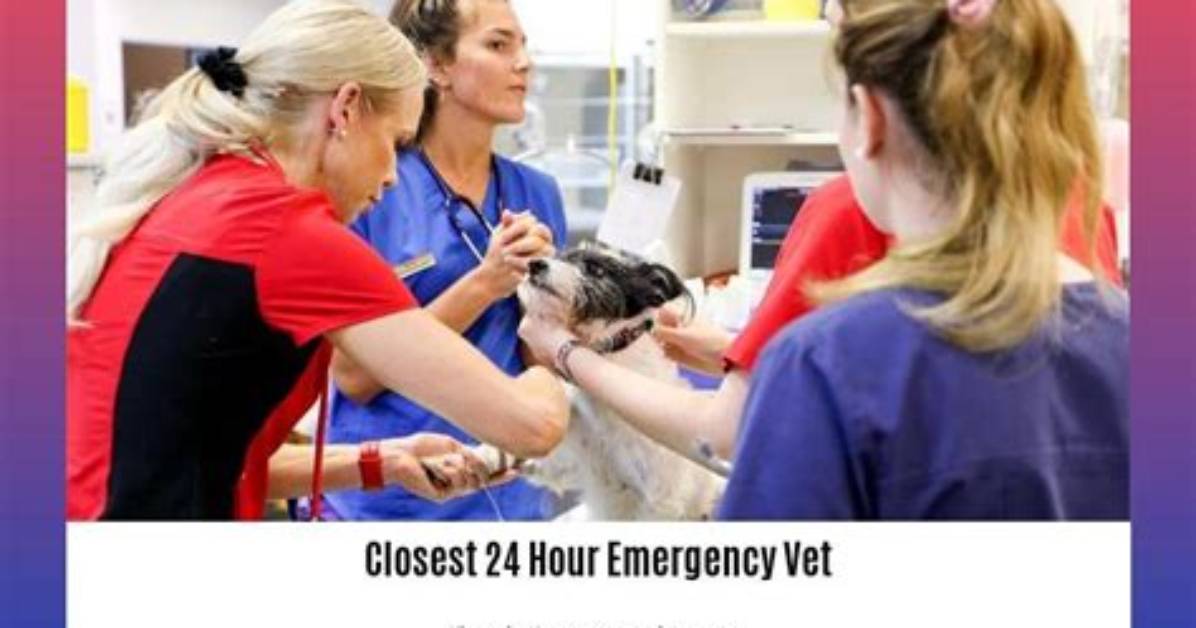 Affordable Emergency Vet Near Me: Your Guide to Finding Quality Care for Your Pet