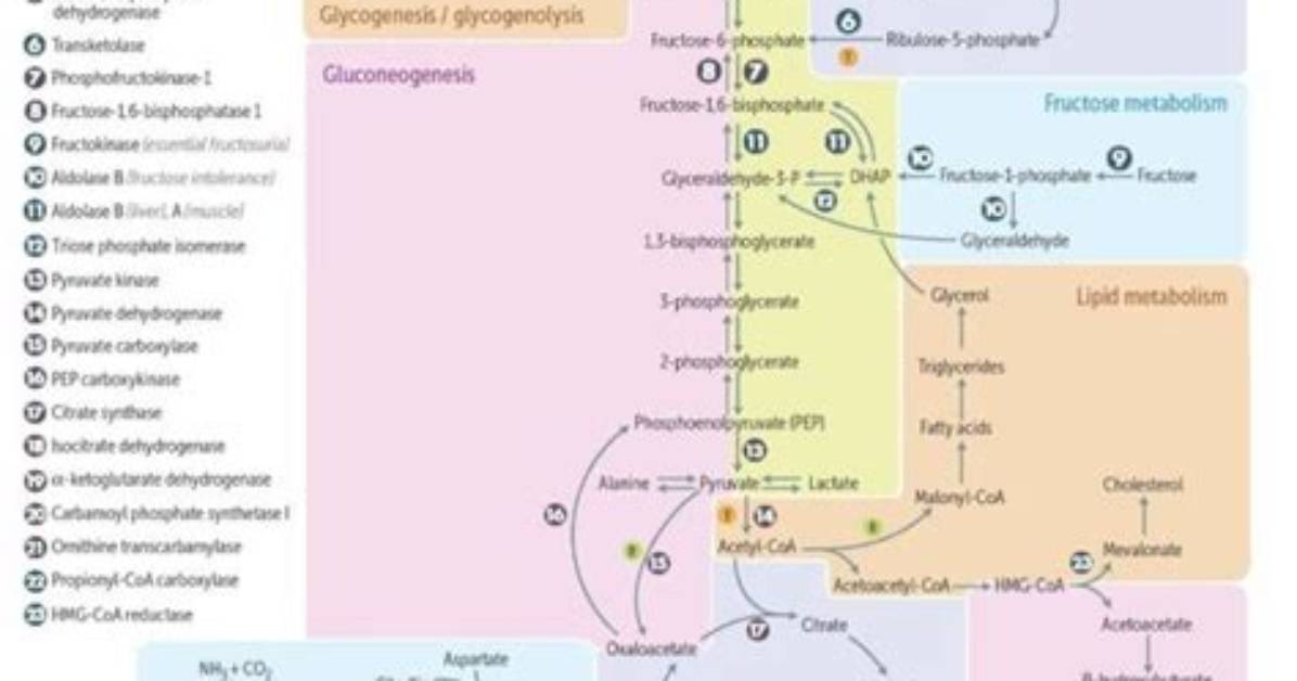 All Biochemical Pathways Share a Common Thread