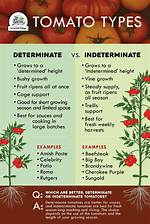 Are Stupice Tomatoes Determinate or Indeterminate? |