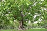 Bo Farmer Occupation: Unveiling Sacred Tree Cultivation