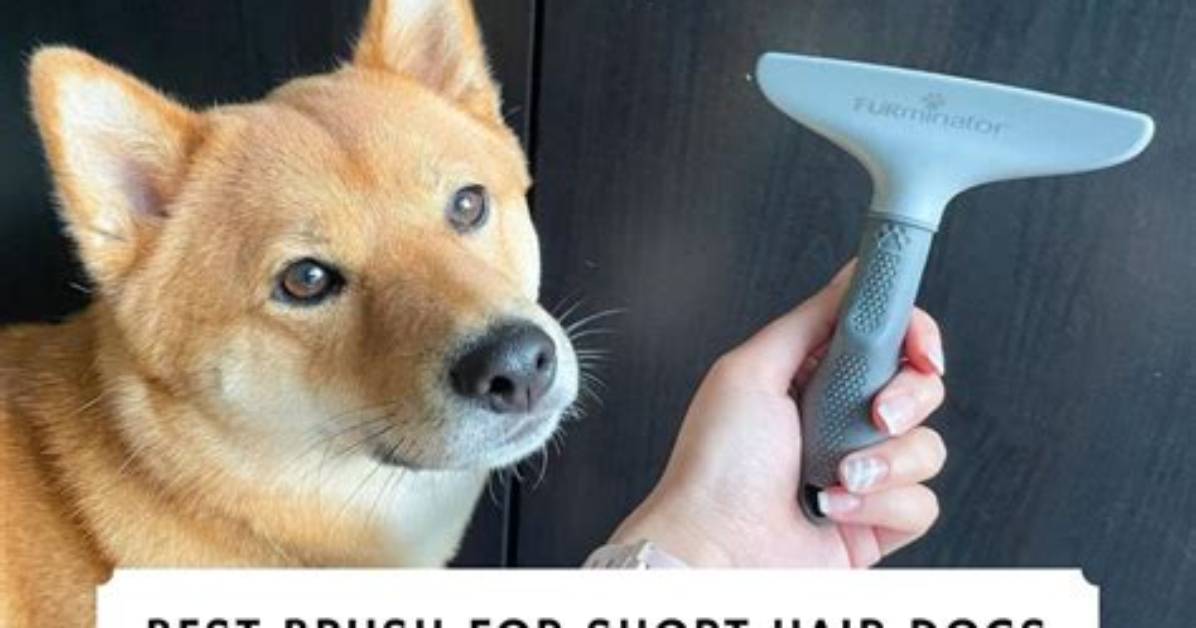 Brush for Short Hair Dog: the Ultimate Guide to Keeping Your Pup's Coat Healthy