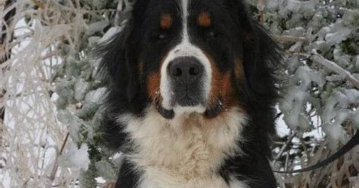 Burmese Mountain Dog: the Majestic Canine Companion