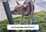 Can Drug Dogs Smell Carts in Airports? |