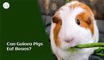Can Guinea Pigs Eat Purple Beans