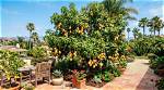 Can Mangoes Grow in San Diego? |