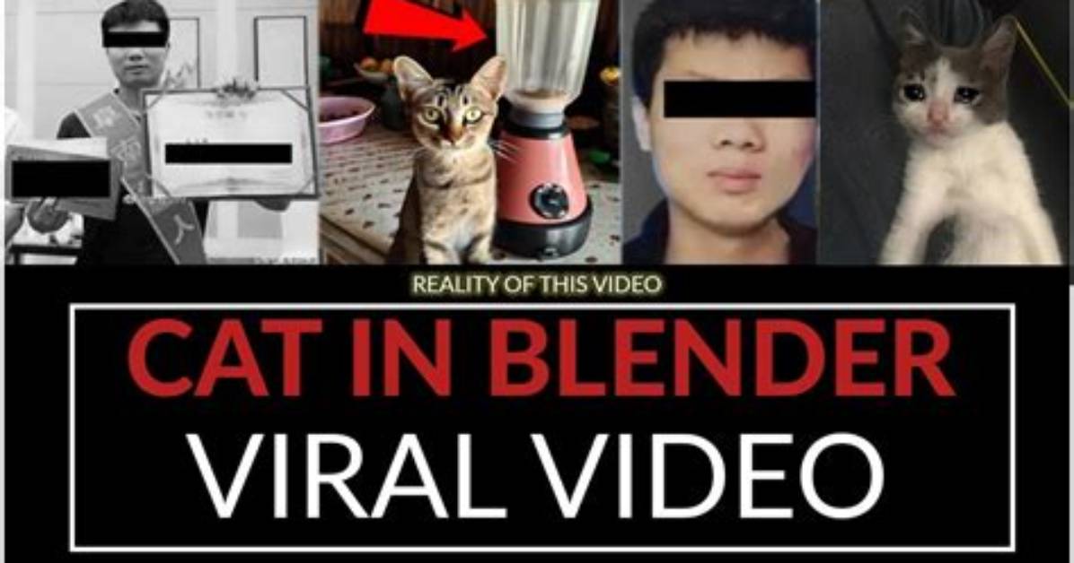 Cat in Blender Video Twitter | Who Is the Person Behind It