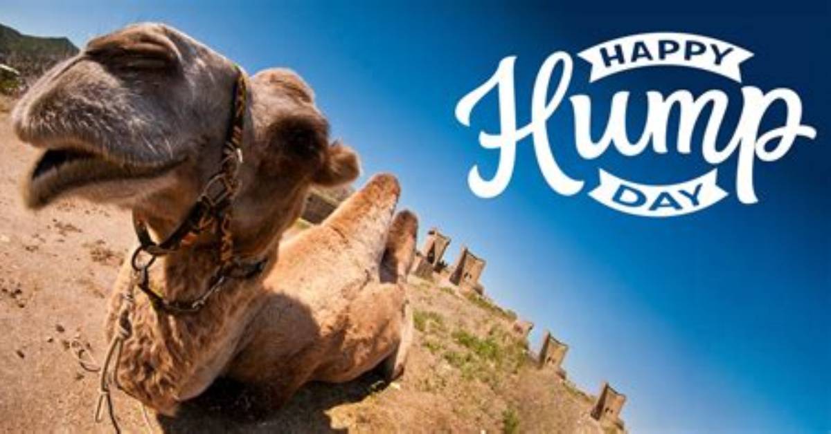 Catchy Happy Hump Day Pics to Brighten Your Day