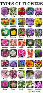 Comprehensive Guide to the Flowers in the Attic Film Series