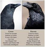 Crows and Ravens: a Tale of Two Birds