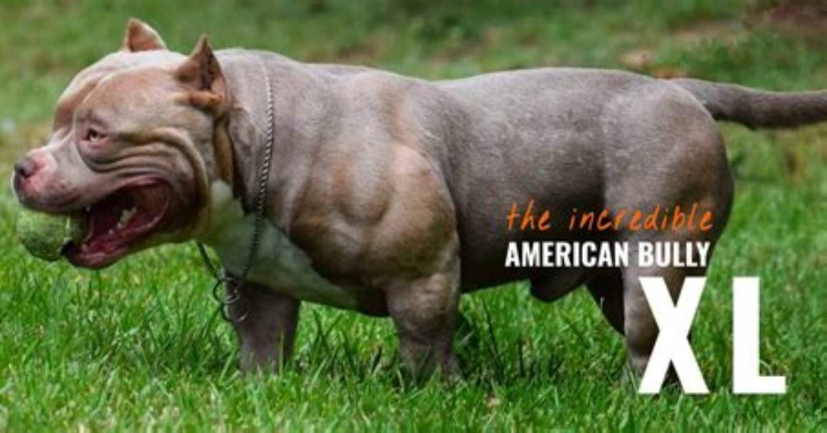 Details Announced of American Xl Bully Dog Ban in England and Wales | Dangerous Dogs