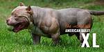 Details Announced of American Xl Bully Dog Ban in England and Wales | Dangerous Dogs