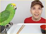 Did Nikocado Avocado Eat His Parrot? Everything on Mukbang Youtube Vlogger – Correo ·