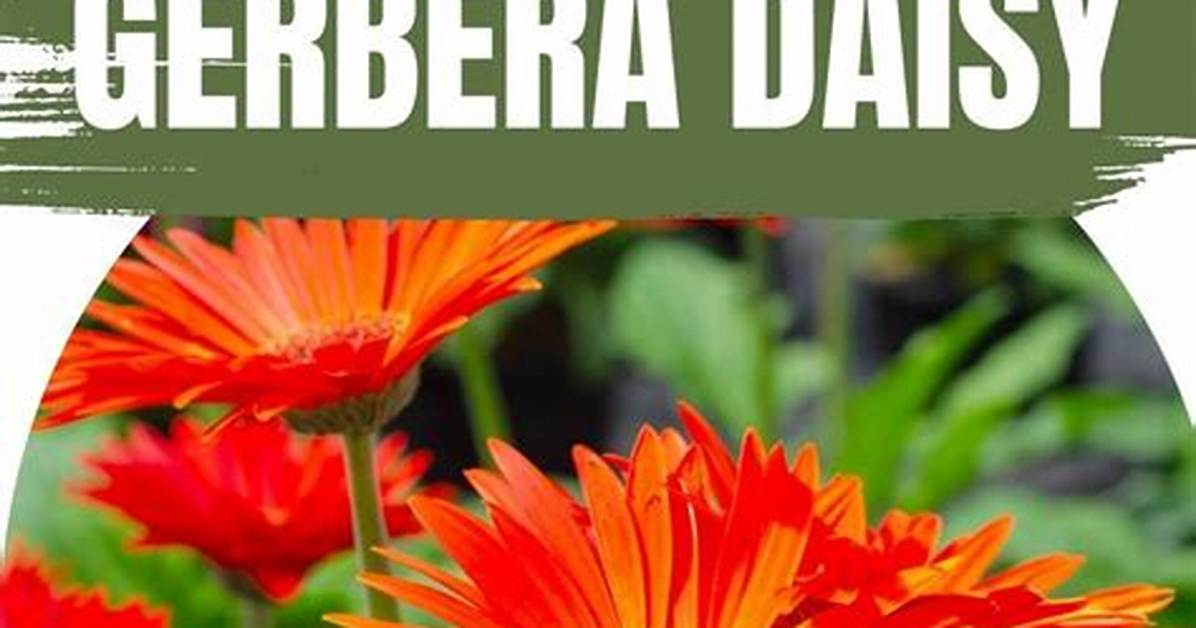 Discover the Hidden Meanings of Gerbera Daisy Tattoos