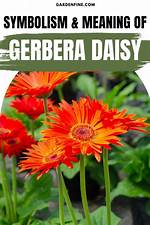 Discover the Hidden Meanings of Gerbera Daisy Tattoos