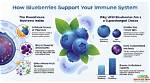 Discover the Secrets of Blueberries: Exploring Their Inner World