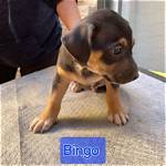 Discover the Widespread Impact of Bingo Adoption