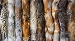 Discoveries and Insights in the Fur Trade Industry