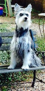 Discovering the Schnauzer Siberian Husky Mix: a Unique Blend of Traits