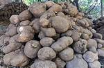 Discovering the Story of the Yam Yam Survivor Husband