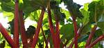 Discovering the Unique Charm of Barbara Rhubarb