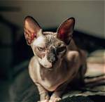 Discovering the Unique Charm of Cat Timpf Legs