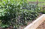 Do Pepper Plants Need Tomato Cages? |