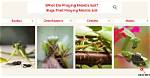 Do Praying Mantis Eat Japanese Beetles? |