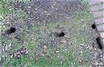 Do Rats Dig Holes in Lawns?