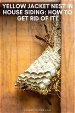 Do Yellow Jackets Nest in House Siding