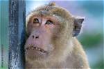 Embracing the Charm of the Ugly Monkey