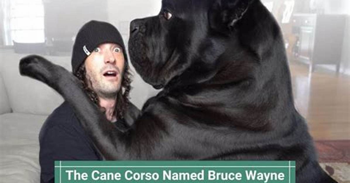 Everything You Need to Know About Wayne Barnes' Wife
