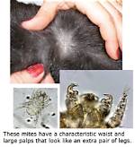 Exploring Cheyletiella Mite Bites on Humans