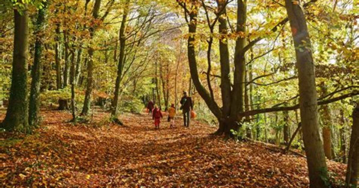 Exploring the Allure of Autumn Cambron on Onlyfans