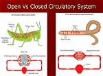 Exploring the Disadvantage of Open Circulatory System