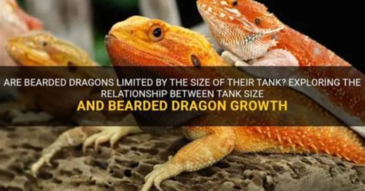 Exploring the Fascinating Relationship Between Dragon and Monkey
