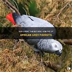 Exploring the Fascinating World of African Grey Sounds