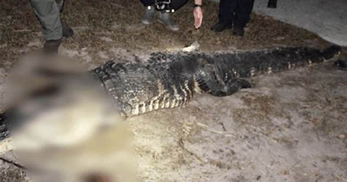 Florida Deputies Identify Suspect Gator in Tragic Sabrina Peckham Incident