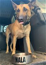 Help Bring K9 Nala Home: a Desperate Plea