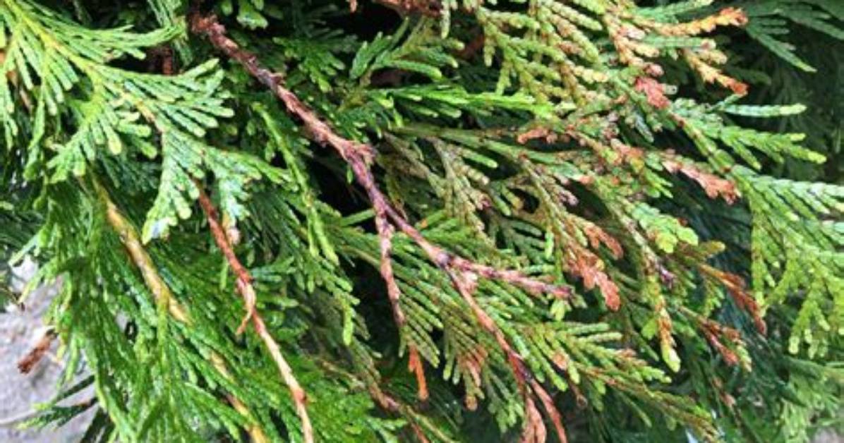 How Do I Know If My Arborvitae Is Overwatered? ·