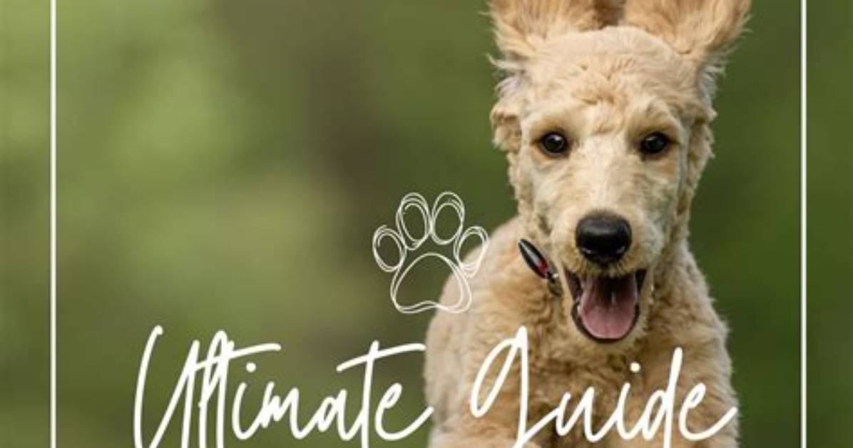 Imskirby Dog: the Ultimate Guide to Understanding This Remarkable Breed