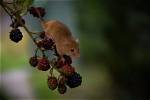 Interpreting Dreams About Mice: Uncovering Hidden Meanings and Symbols