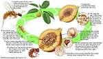 Is a Fig a Dead Wasp? the Surprising Truth Behind the Sweet Fruit