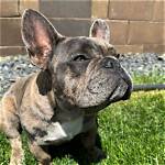 Is Onyx the Frenchie Safe? the Search for the Beloved Pup