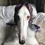 Is There a Borzoi in Lady and the Tramp? Celebrity. Fm #1 Official Stars, Business & People N